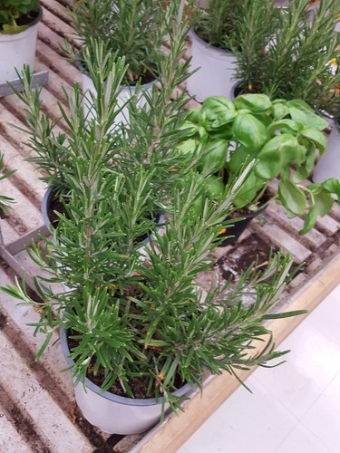 Rosmarino rosmarinus - rosmarino, (rosmarinus