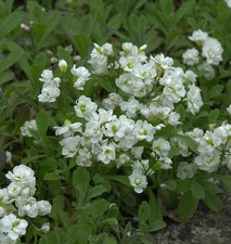 Nasturzio Plena - Arabis