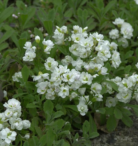 Nasturzio plena arabis - plena,