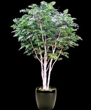 Betulla Di Le Canoa (Betula