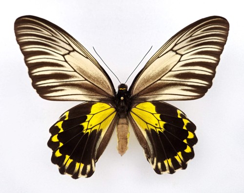 Troides smphrysus flavicollis