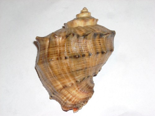 Rapana venosa special spiny - special,