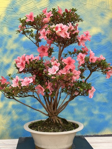 Joe bonsai azalea satsuki - bonsai,