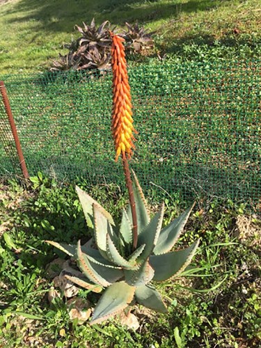 Aloe reitzii reitz - aloe,