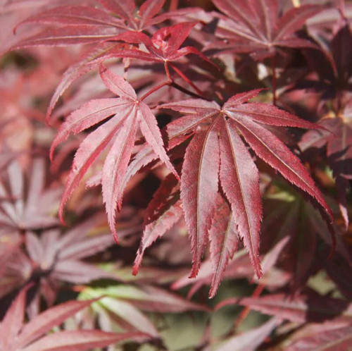 Acero rosso giapponese acer - rosso,