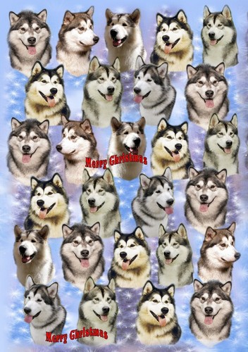Alaskan malamute dog christmas - malamute,