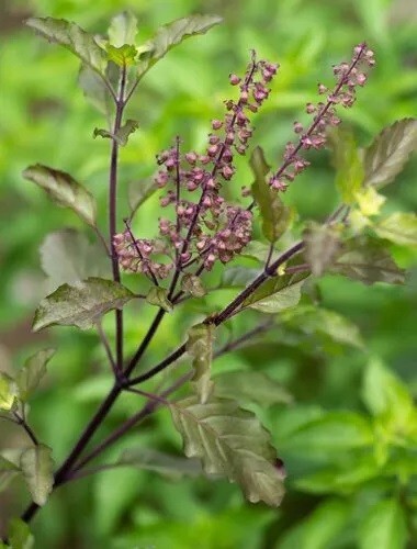 Basilico indiano tulsi - indiano,