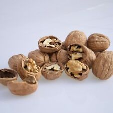 Pianta di Noce CHANDLER innestata  h 180 cm in vaso