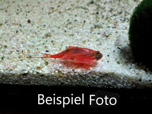 Triops beni kabuto - beni-kabuto, uova
