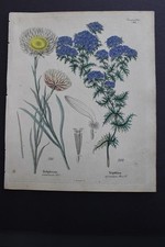 Antica botanica, Dietrich