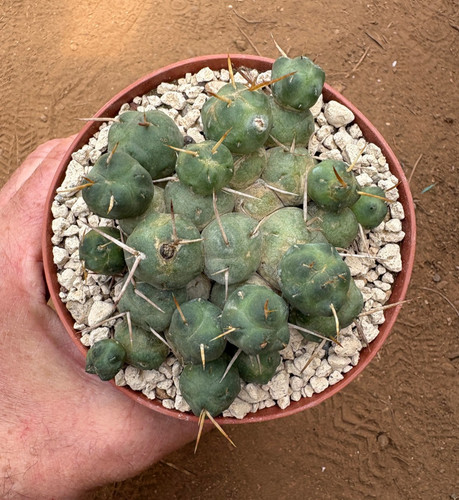 Tephrocactus atroviridis - atroviridis,