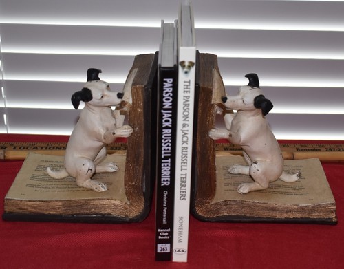 Parson jack russell terrier - 2x,