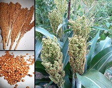 200 semi Sorgo Sorghum Vulgare Saggina Great Millet Sorgho Sorghumhirse seeds