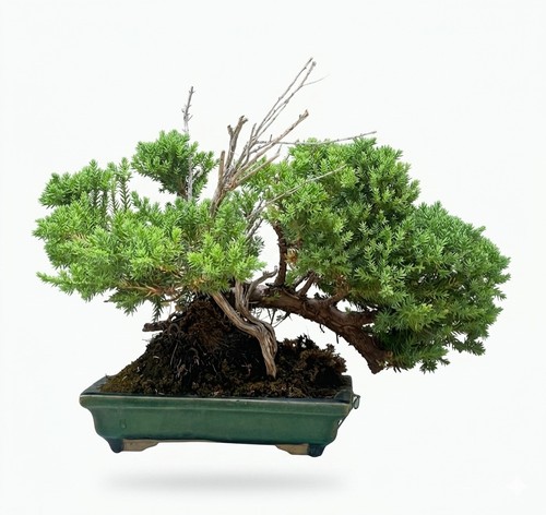 Juniper bonsai 26cm - 26cm, ancient