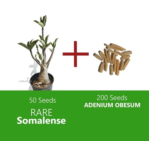 Adenium somalense 200 - adenium, somalense+200