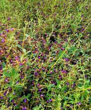 Erbe aromatiche limnophila