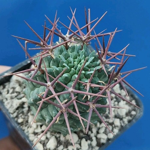 Euphorbia stellispina