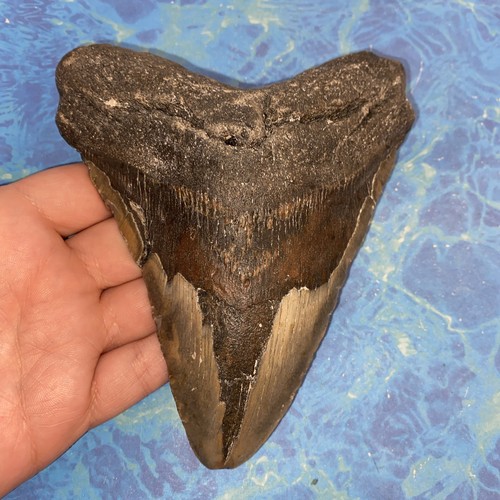 Megalodonte dente squalo - dente, di