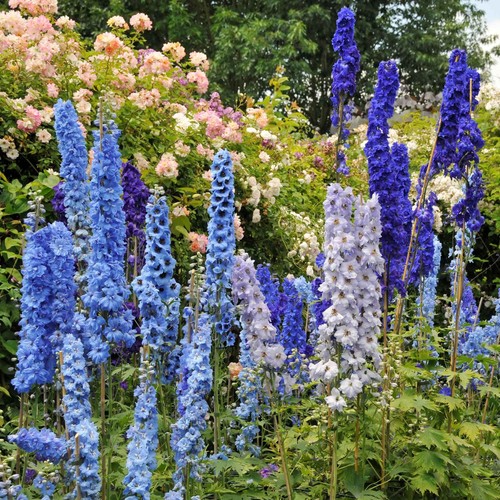 Delphinium mix 10 semi - delphinium,