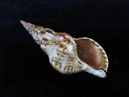 Sea shell charonia tritonis - sea,