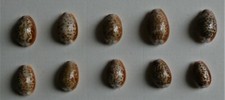 10 CONCHIGLIE DA COLLEZIONE " CYPRAEA HELVOLA "