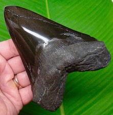 DENTE DI SQUALO MEGALODONTE