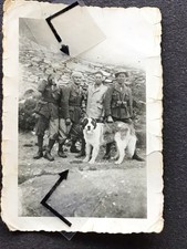 Alpini,Moncenisio,cane San