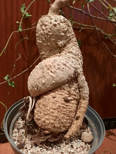 Fockea edulis xxl con - xxl,