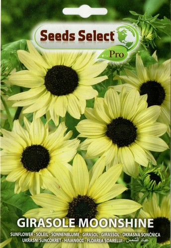 Semi seeds girasole - 20,