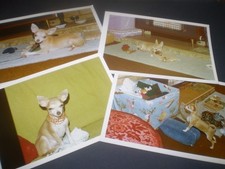 9 social history 1970' pet dog