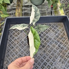 Alocasia simpo albo Exact