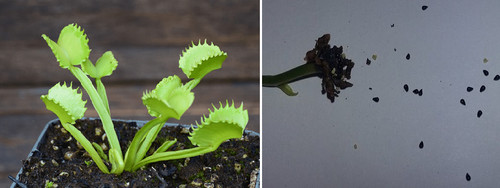 Semi dionaea muscipula - (10),