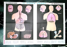 SIM 1 gennaio 1967 La scuola editore - poster CORPO UMANO 110 x 80 didattico