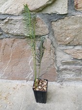 Encephalartos ghellenckii