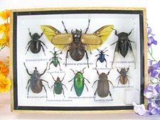 Pezzo unico - Veri insetti