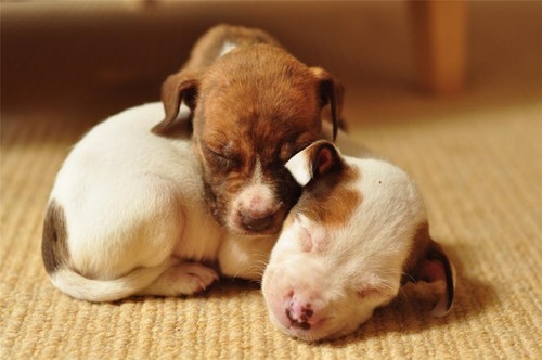 Adorabile pit bull - pit,