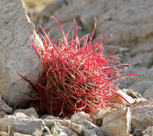 Ferocactus cylindraceus - ferocactus,