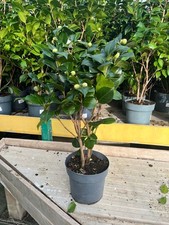 Camelia Japonica