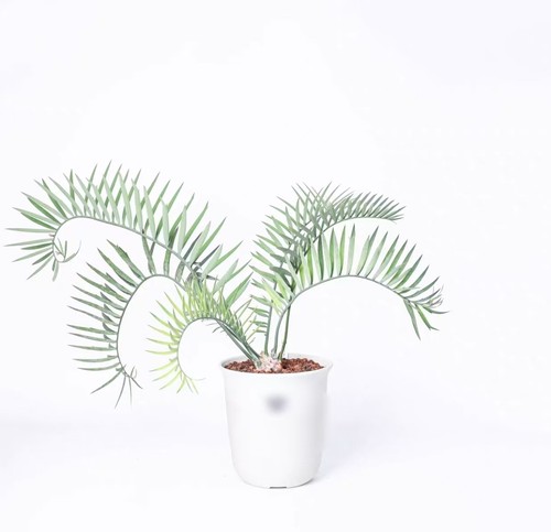 Vaso encephalartos - vaso, 21