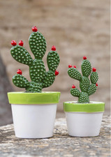 PIANTA A FICO D`INDIA IN