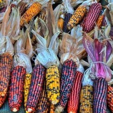 Aztec colored corn 10 PCS