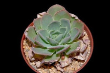 Echeveria juarezensis -