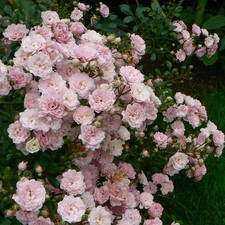 Pianta rosa rampicante colore