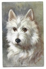 Antica Cartolina ANIMALI: CANE West Highland white terrier