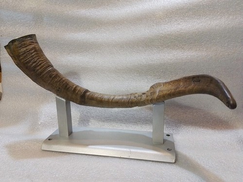Corno capra muflone - capra., muflone?