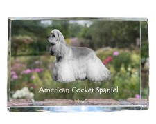 Americano Cocker Spaniel