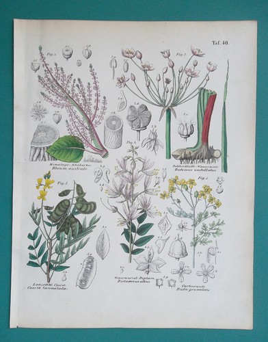 Piante medicinali ryhubarb - piante,