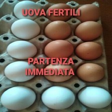 16 x Uova Fertili Feconde A SORPRESA  tra galline di RAZZA  da incubare  