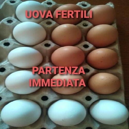 Uova fertili feconde a - -,