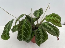 Maranta leuconeura Exclusive